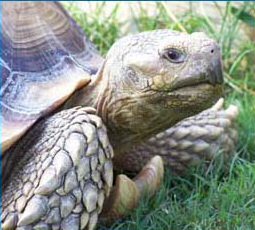 Sulcata Tortoise